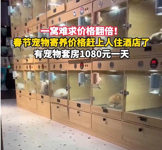 赶上人住酒店了！”有宠物酒店600一天AG真人游戏平台“春节宠物寄养价格快(图4)